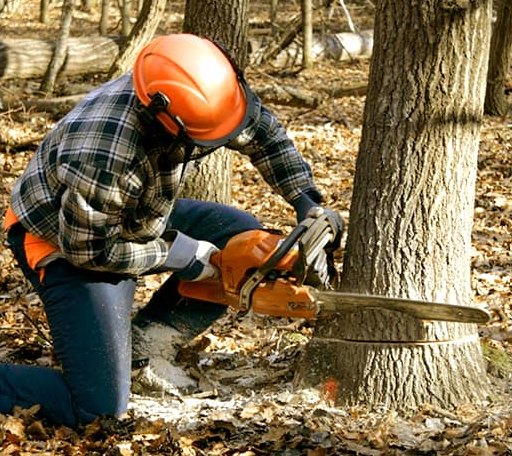 Tree Removal in Ghent, MN